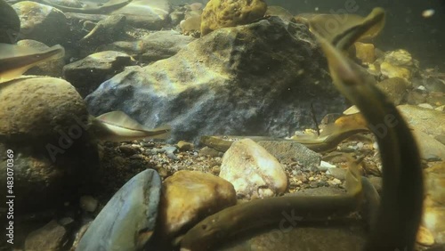 Spawning European brook river lamprey, Underwater footage of Lampetra planeri, frashwater species that exclusively inhabits freshwater environments. Lamprey in the clean mountain river holding gravel. photo