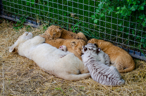 Lion cub, white tiger cub sleep in the zoo