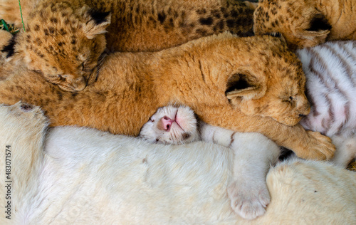 Lion cub, white tiger cub sleep in the zoo close-up.