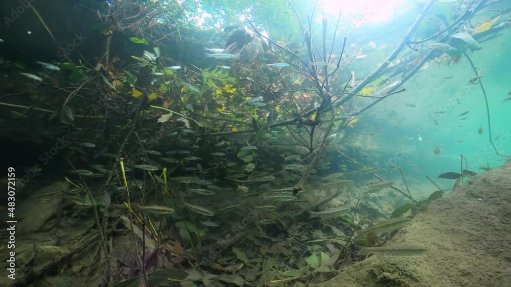 Underwater footage of European minnow, Phoxinus phoxinus. Nice