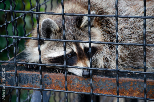 sad raccoon in the zoo behind bars