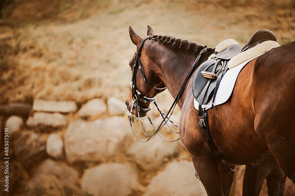 Obraz premium A beautiful bay horse with a braided mane and a saddle on its back stands next to the rider on an autumn day. Equestrian sports.