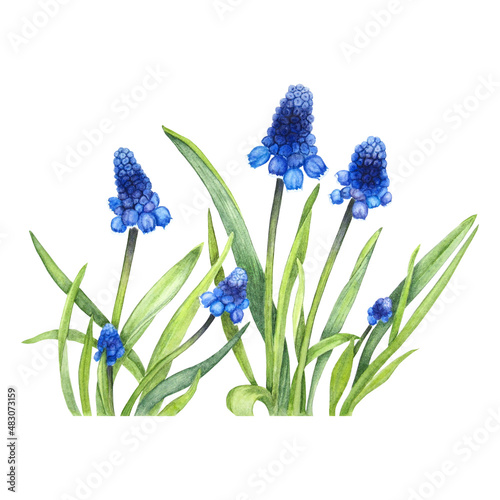Muscari flower plant watercolor realistic illustration. Botanical art painting. Can be used for gift cards and textile design, wrapping, packaging, paper, wallpaper.