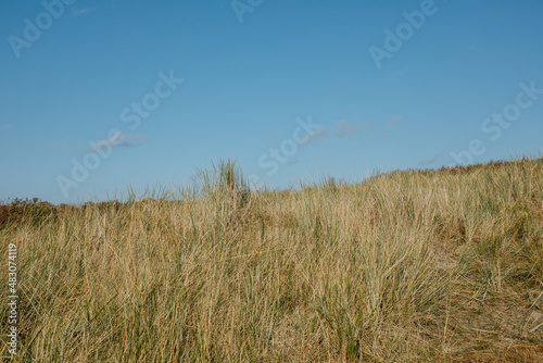 Dunes with grass by the sea. Beach with dunes in Netherlands and Germany 
