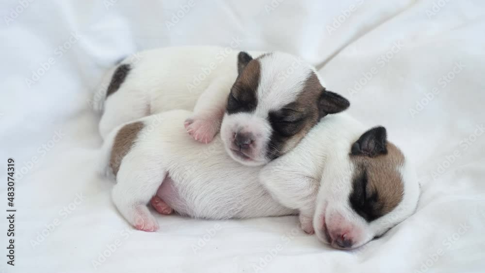 Newborn Puppy Sleeping on white plaid Newborn Puppy Sleeping on white plaid
