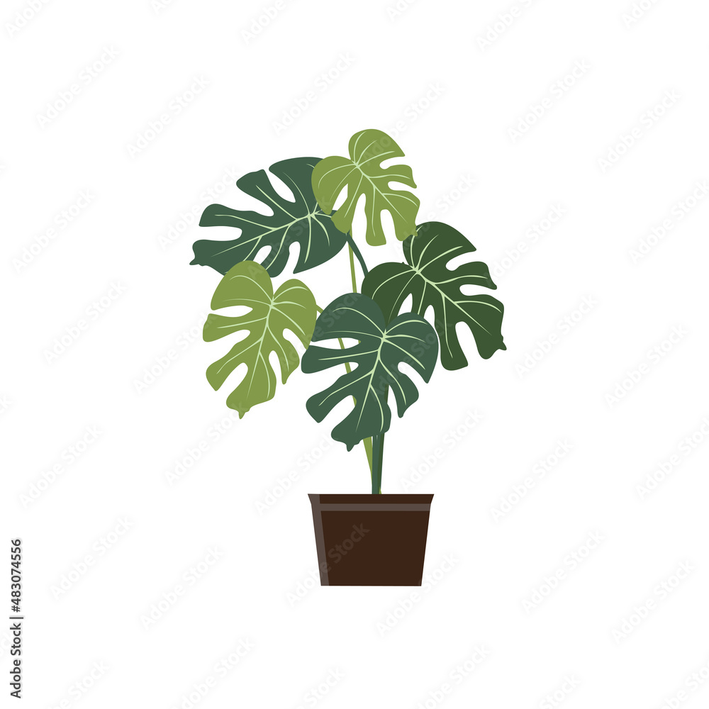 The perforated widow Adansonii monstera vector illustration design is suitable for vector illustration