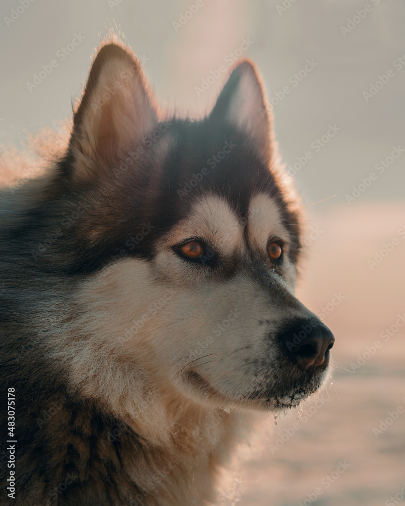 Portrait of a Siberian Husky on the background of winter
