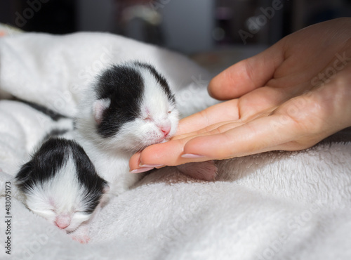 small kitten sits on the shoulder of a girl standing with her back. Friendship between a woman and an animal. Walking with your beloved pet