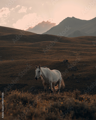 beautiful white horse grazes against the backdrop of high mountains