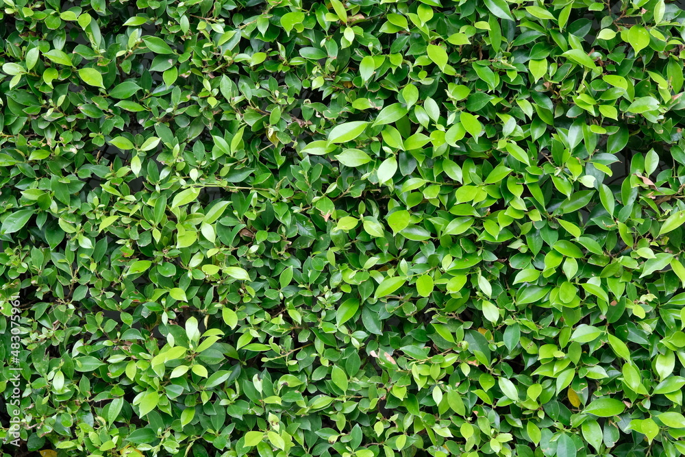 green leaves background, texture, backdrop and wallpaper. green leaves background, texture, backdrop and wallpaper.