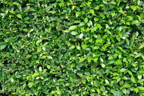 Wallpaper Mural green leaves background, texture, backdrop and wallpaper. Torontodigital.ca
