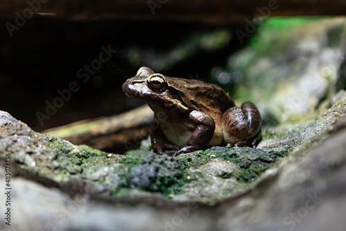 Pacific tree frog . Single frog standing on the tree bark