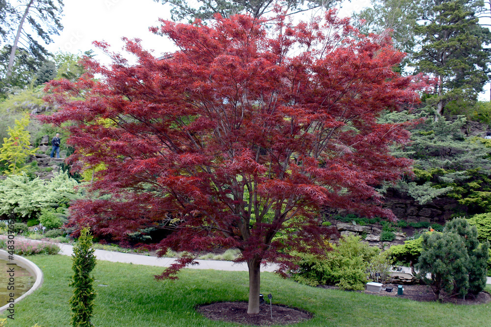 Naklejka premium Canadian maple in the Royal Botanical Garden of Burlington, Ontario