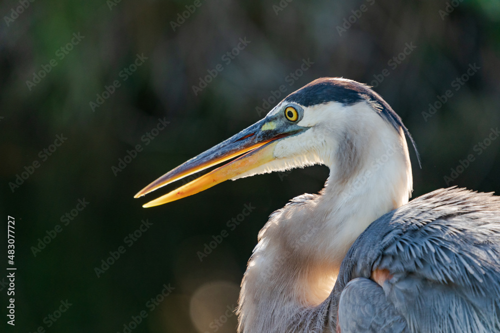 great blue heron (ardea cinerea) great blue heron (ardea cinerea)