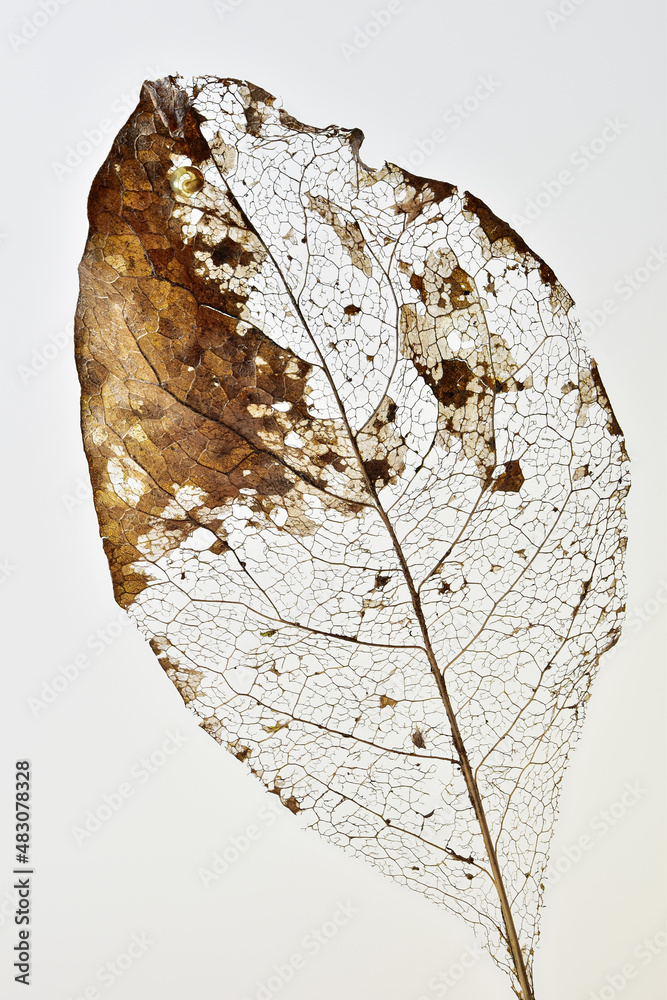 Fotografía Decomposing leaf resulting in leaf skeleton, white background