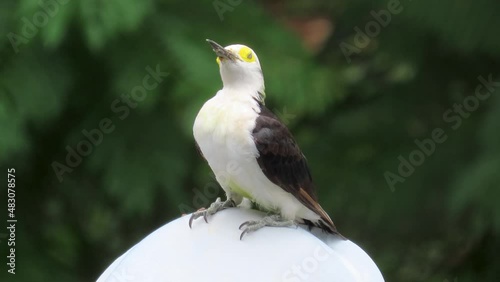 White Woodpecker, south american specie, Melanerpes Candidus. Bird perched on a garden lamp. photo