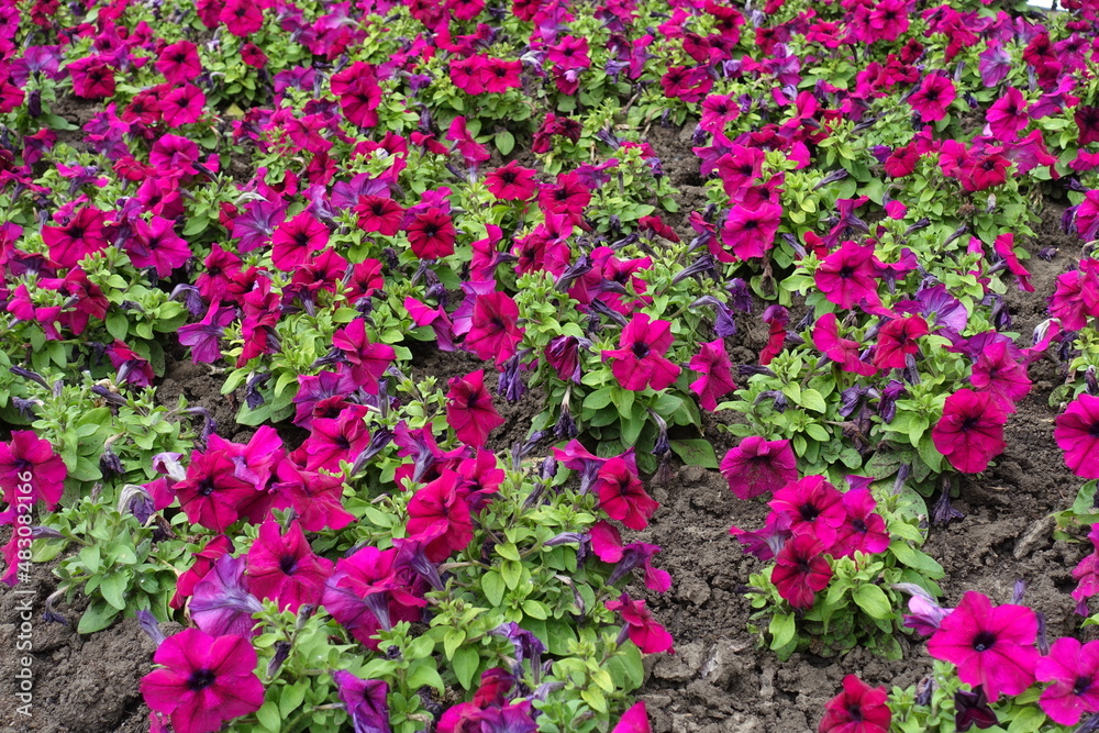 A lot of magenta colored flowers of petunias in mid June