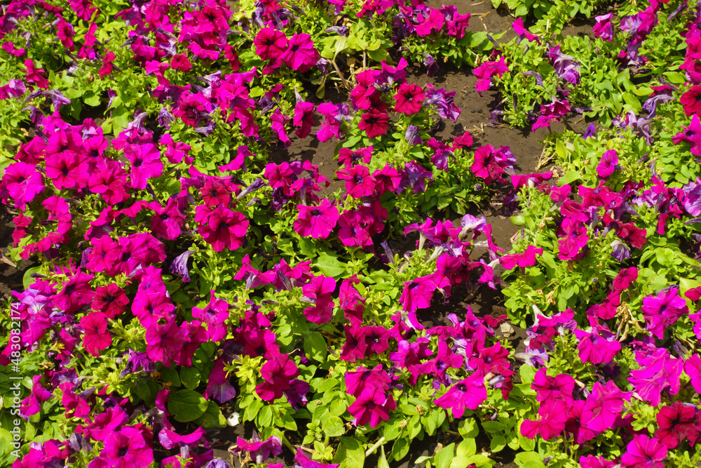 Annual flowers - magenta colored petunias in July