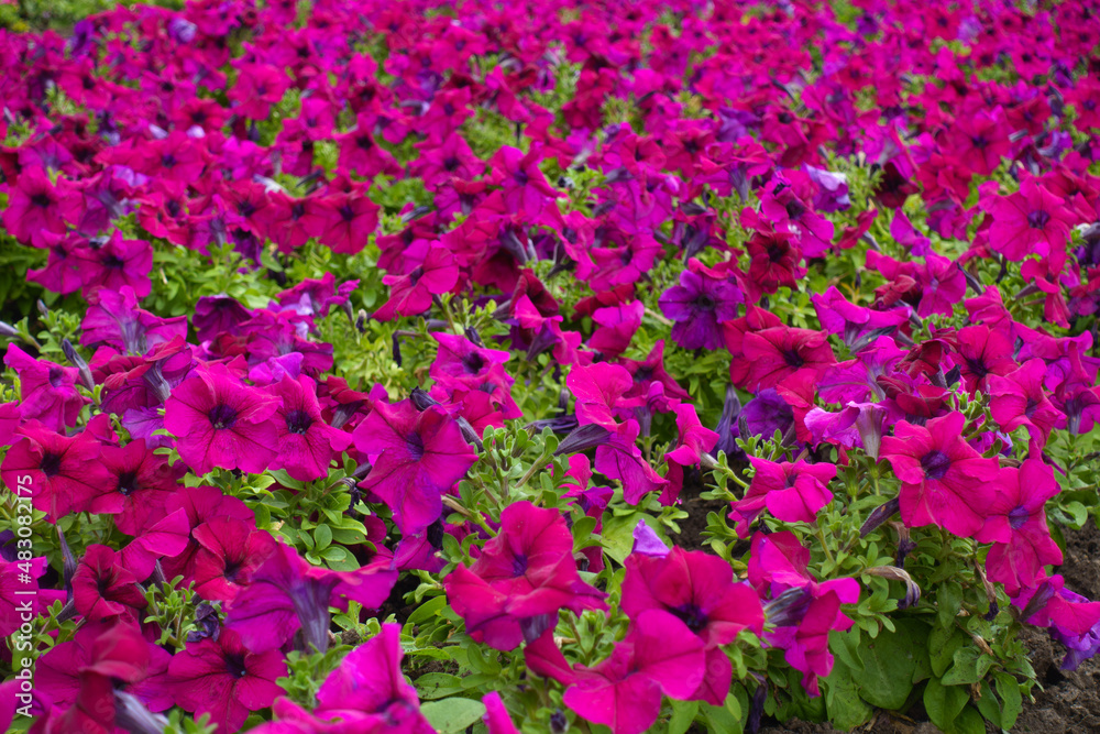 Backdrop - numerous magenta colored flowers of petunias in mid July