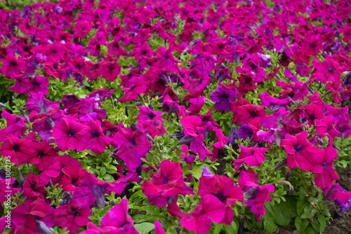 Wallpaper Mural Backdrop - numerous magenta colored flowers of petunias in mid July Torontodigital.ca