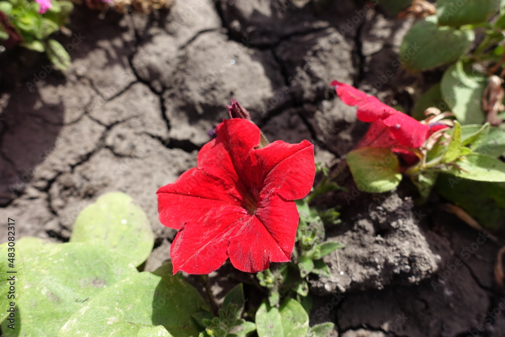 Close view of scarlet red flower of petunia in August Close view of scarlet red flower of petunia in August