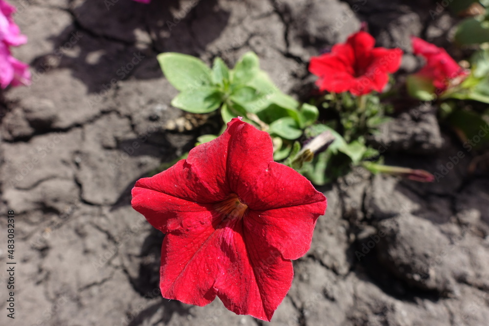 Closeup of scarlet red flower of petunia in August Closeup of scarlet red flower of petunia in August