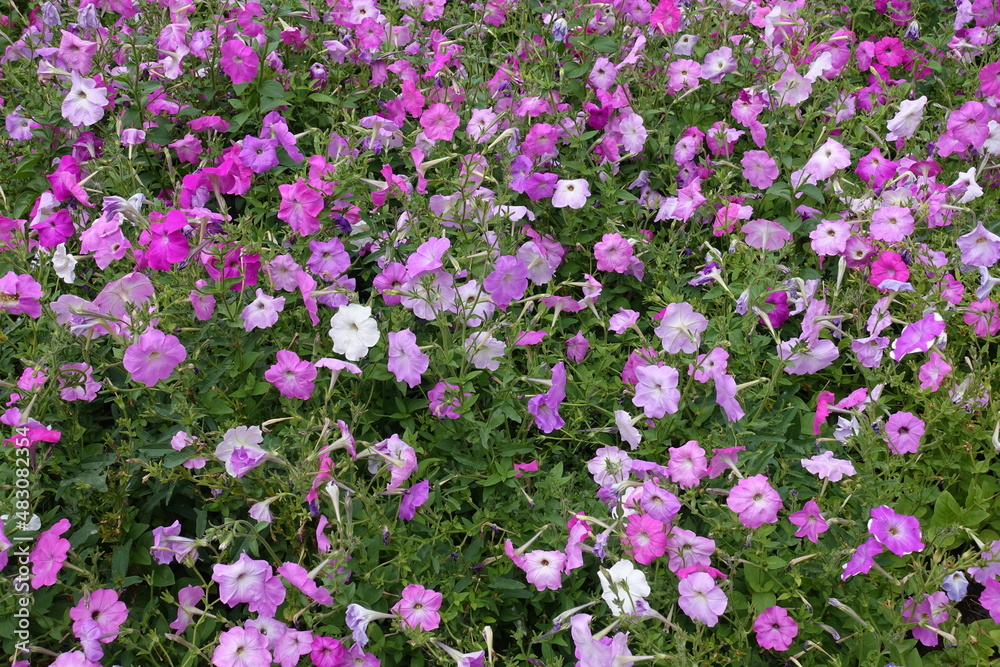 Backdrop - numerous flowers of petunias in shades of pink in mid August Backdrop - numerous flowers of petunias in shades of pink in mid August
