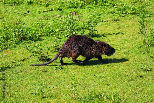 A Nutria in its natural habitat in Rio Grande do Sul, Brazil. photo