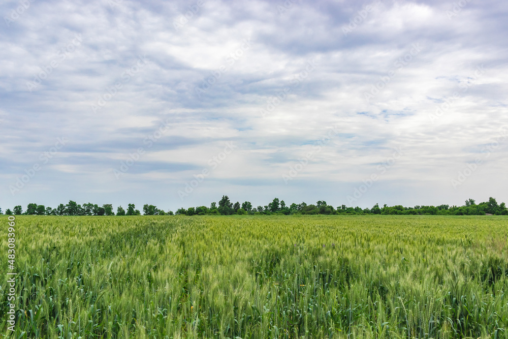 Fototapeta premium Green wheat field in the countryside, rural wheat field