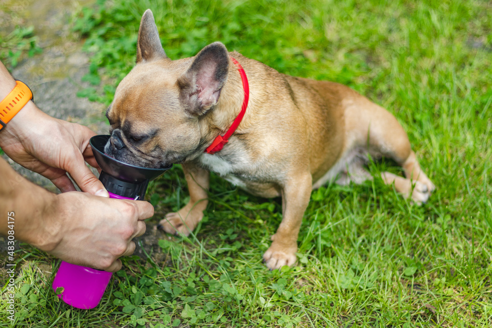 French Bulldog drinks water from Pet Drinker, Portable Dog Bowl Pet Drinker Travel Dog Water Bottle
