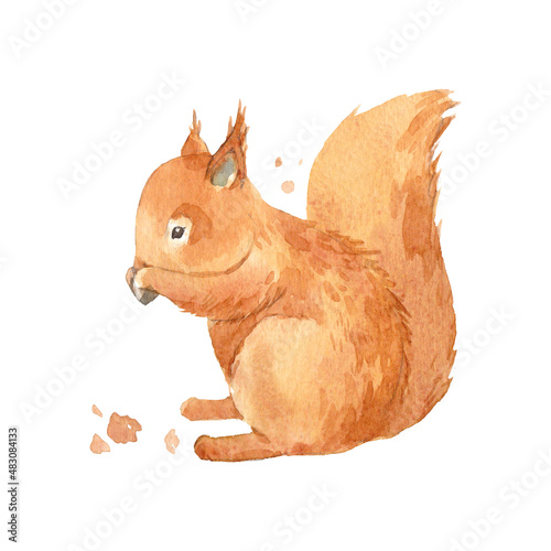 Beautiful image with watercolor hand drawn cute squirrel eating nut. Stock illustration. photo