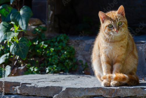 Cat sitting calmly facing the sun in the streets of a town built of stone © marta