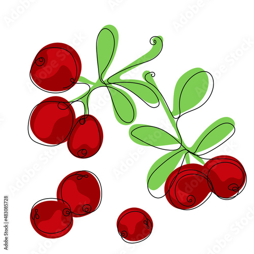 Cranberry. Color illustration of ripe cranberry. Fruits in line art isolated on white background. Vector illustration