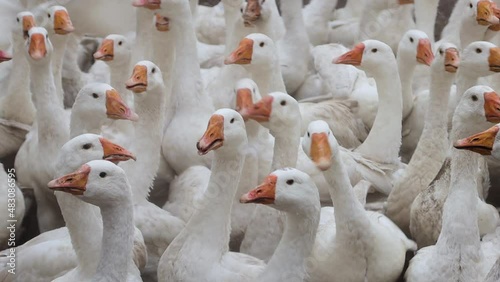 Slow motion, large flock of white geese walking and running outdoors. A place for walking poultry on the farm. photo