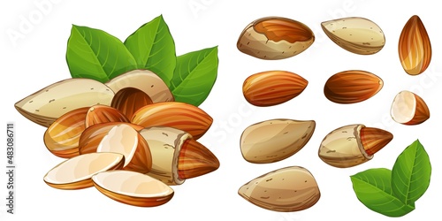 Almond whole, half, in shell and cracked seed set. Nut with leaves design element