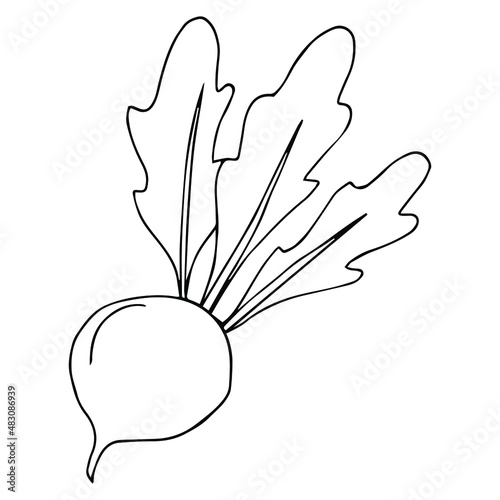 Beetroot in doodle style. Coloring book for kids with vegetables.