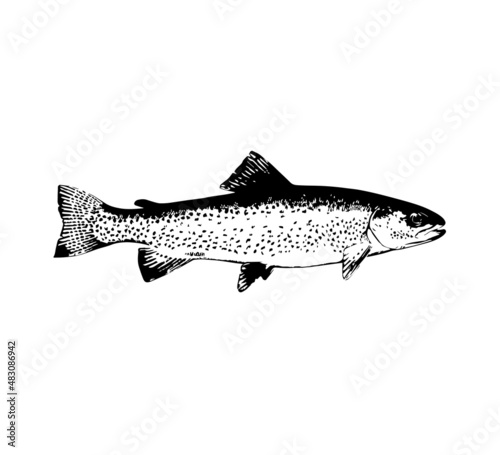 trout. vector simple illustration of a fish