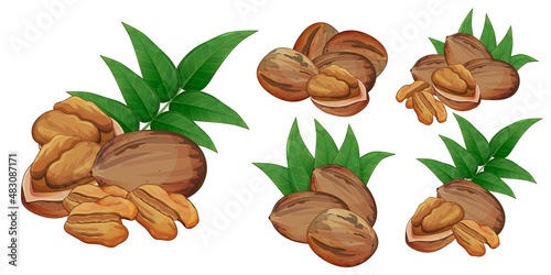 Pecan nut kernel halves and whole seed set. Isolated on white background
