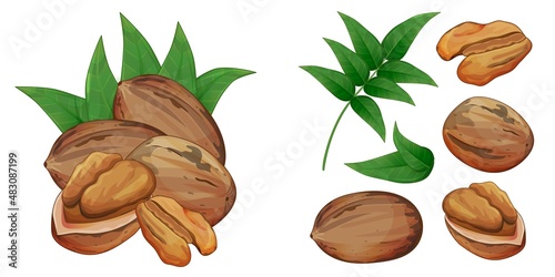 Pecan whole, half, in shell and peeled seed with leaf design isolated on white background