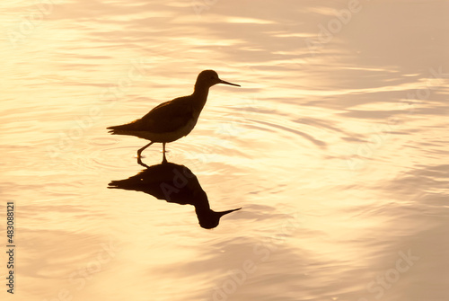 Plover paddling waters of a lagoon, La Pampa, Argentina photo