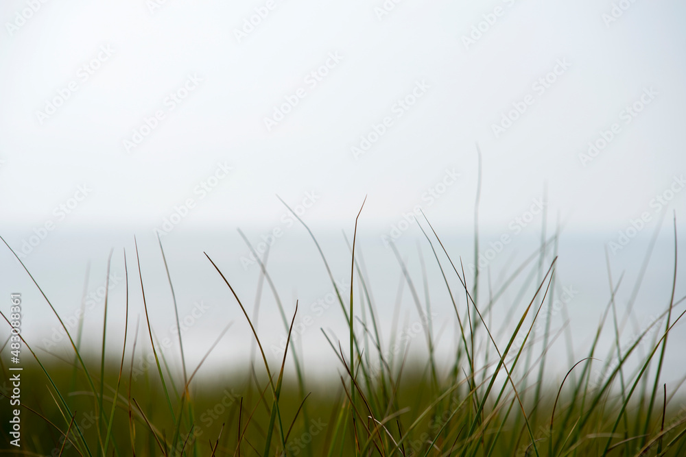 Dune grass with a minimal blurry sea in the background 