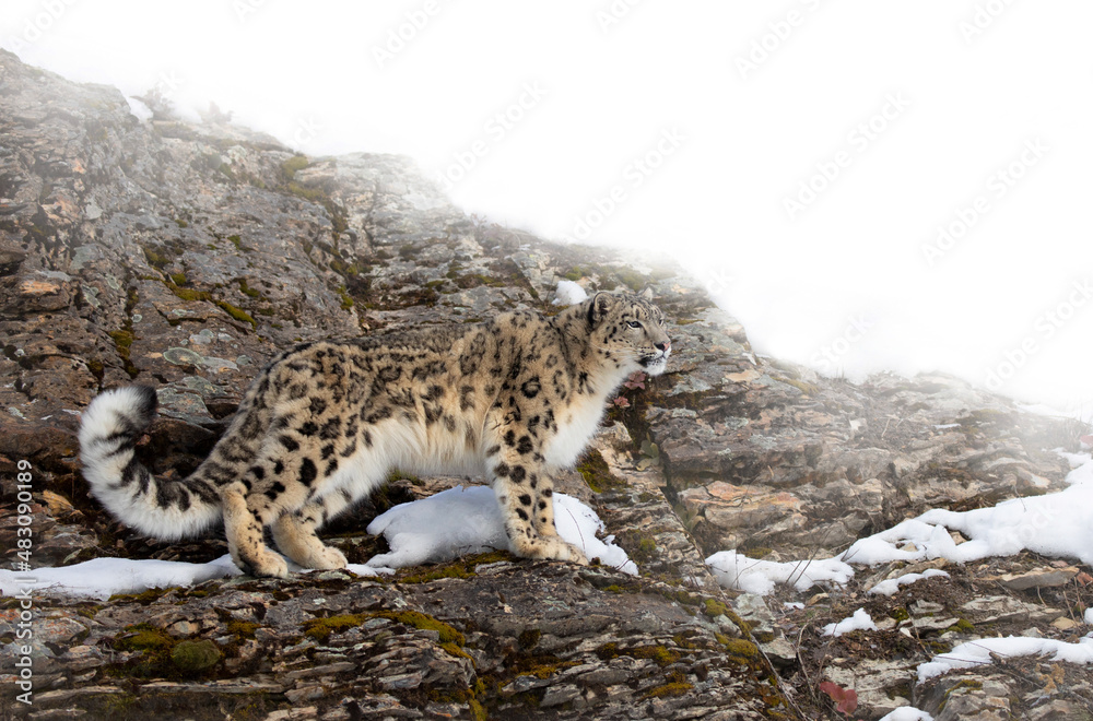Snow leopard (Panthera uncia) walking on a rocky cliff in winter
