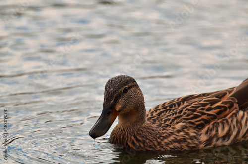 Wild duck mallard (Anas platyrhynchos) on a river, close up view of this wild bird.