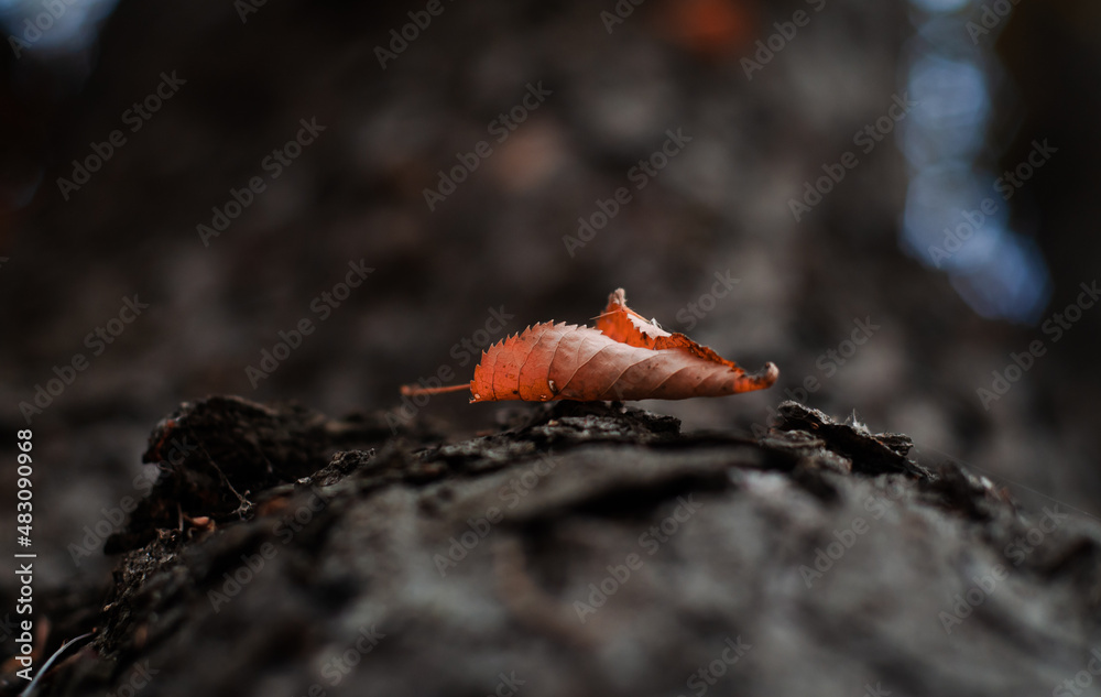 Autumn leaf. Beautiful close up view of a leaf in fall color and amazing texture. Autumn leaf. Beautiful close up view of a leaf in fall color and amazing texture.