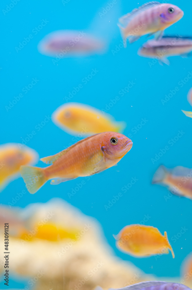 Fototapeta premium Fish inside a home aquarium. Blue water and beautiful color of fish.