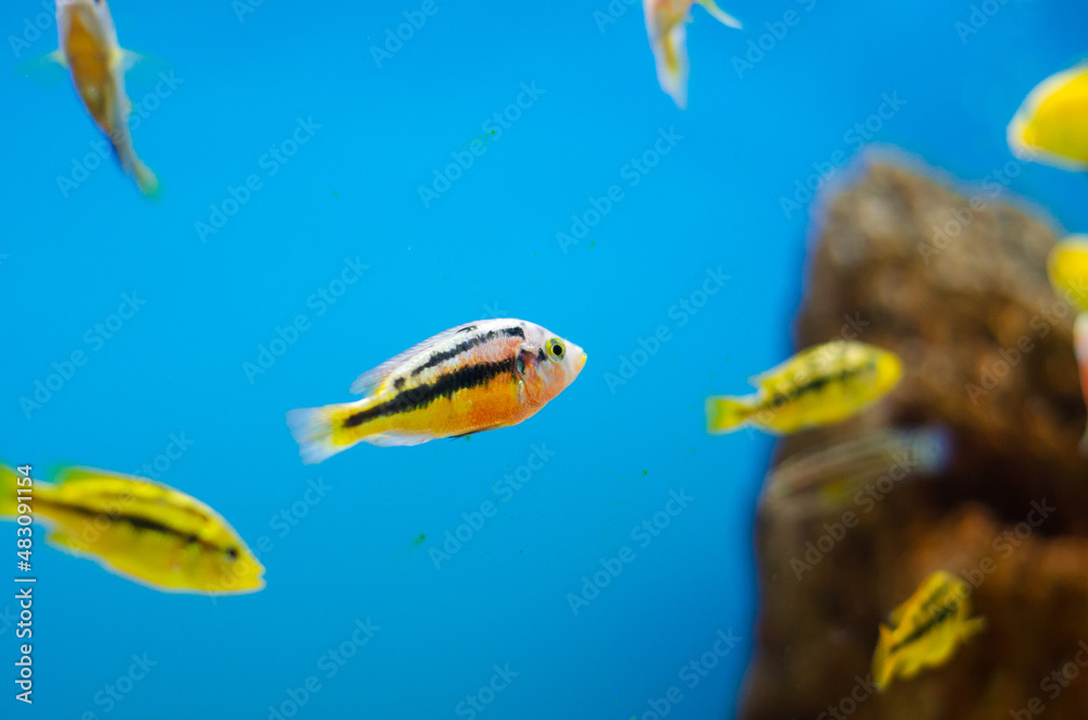 Fish inside a home aquarium. Blue water and beautiful color of fish. Fish inside a home aquarium. Blue water and beautiful color of fish.