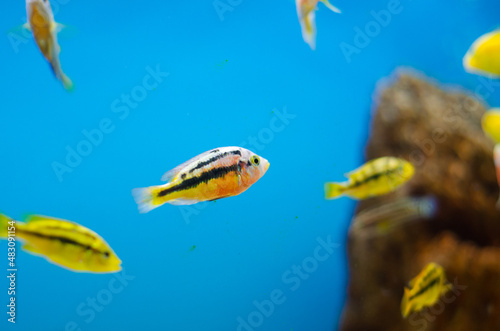 Fish inside a home aquarium. Blue water and beautiful color of fish.