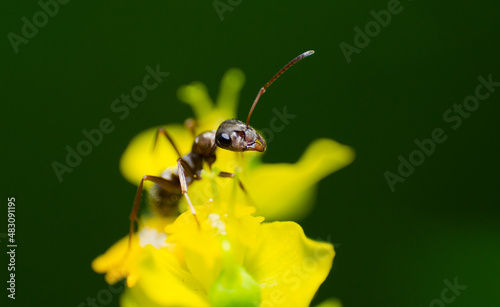 Ant insect photography. Close up macro view of some ants insects. © Dragoș Asaftei