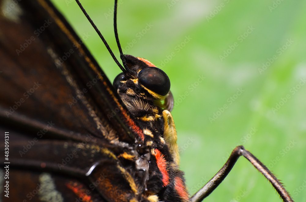Naklejka premium Butterfly insect details photo. Close up macro view of a butterfly with amazing textures.