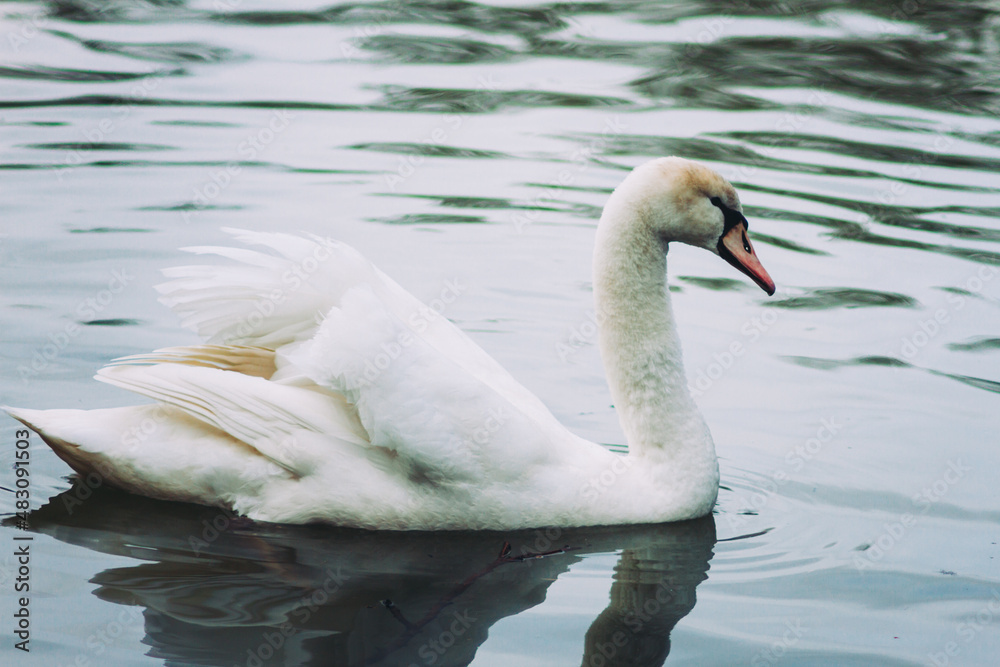 Fototapeta premium Swan